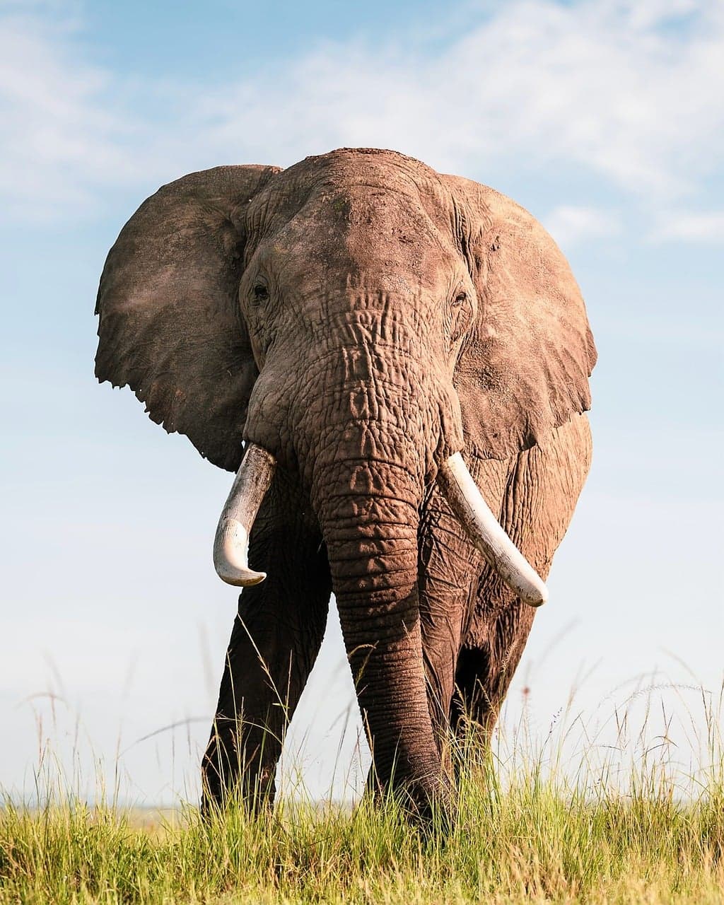 Elephant